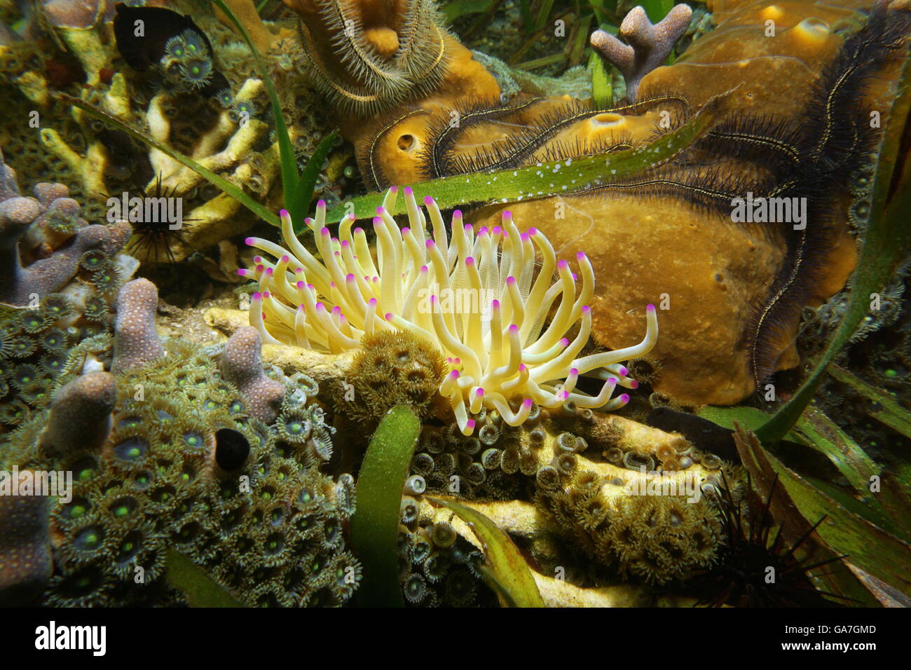 A giant Caribbean sea anemone, Condylactis gigantea, with underwater marine life on a shallow inshore reef, Central America Stock Photo