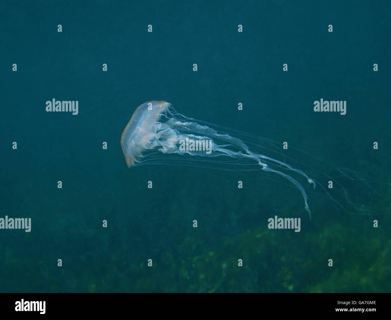 A jellyfish Pelagia noctiluca underwater in the Caribbean sea Stock Photo