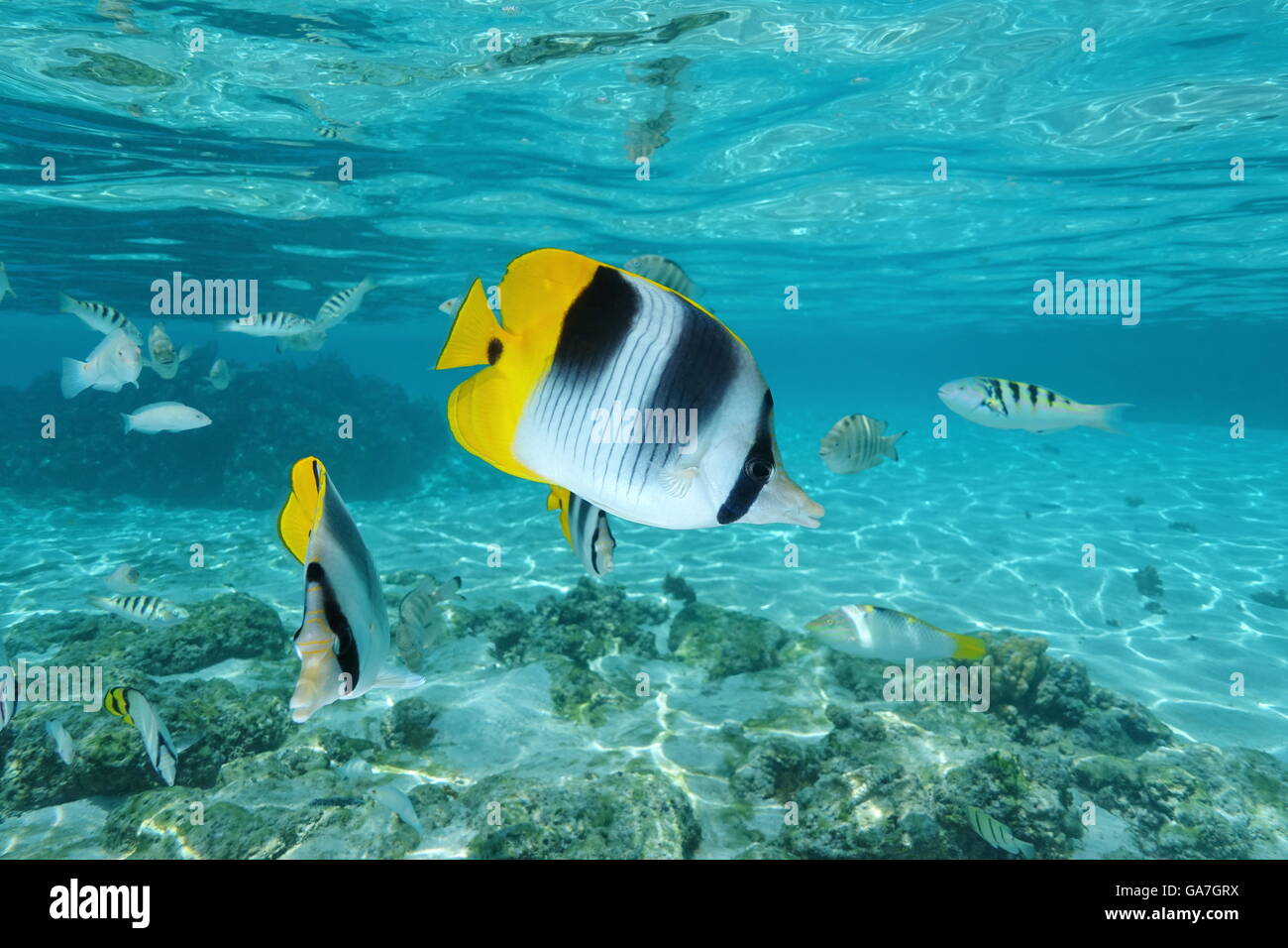 Tropical fish, Pacific double-saddle butterflyfish, Chaetodon ulietensis, underwater, Pacific ocean, French Polynesia Stock Photo