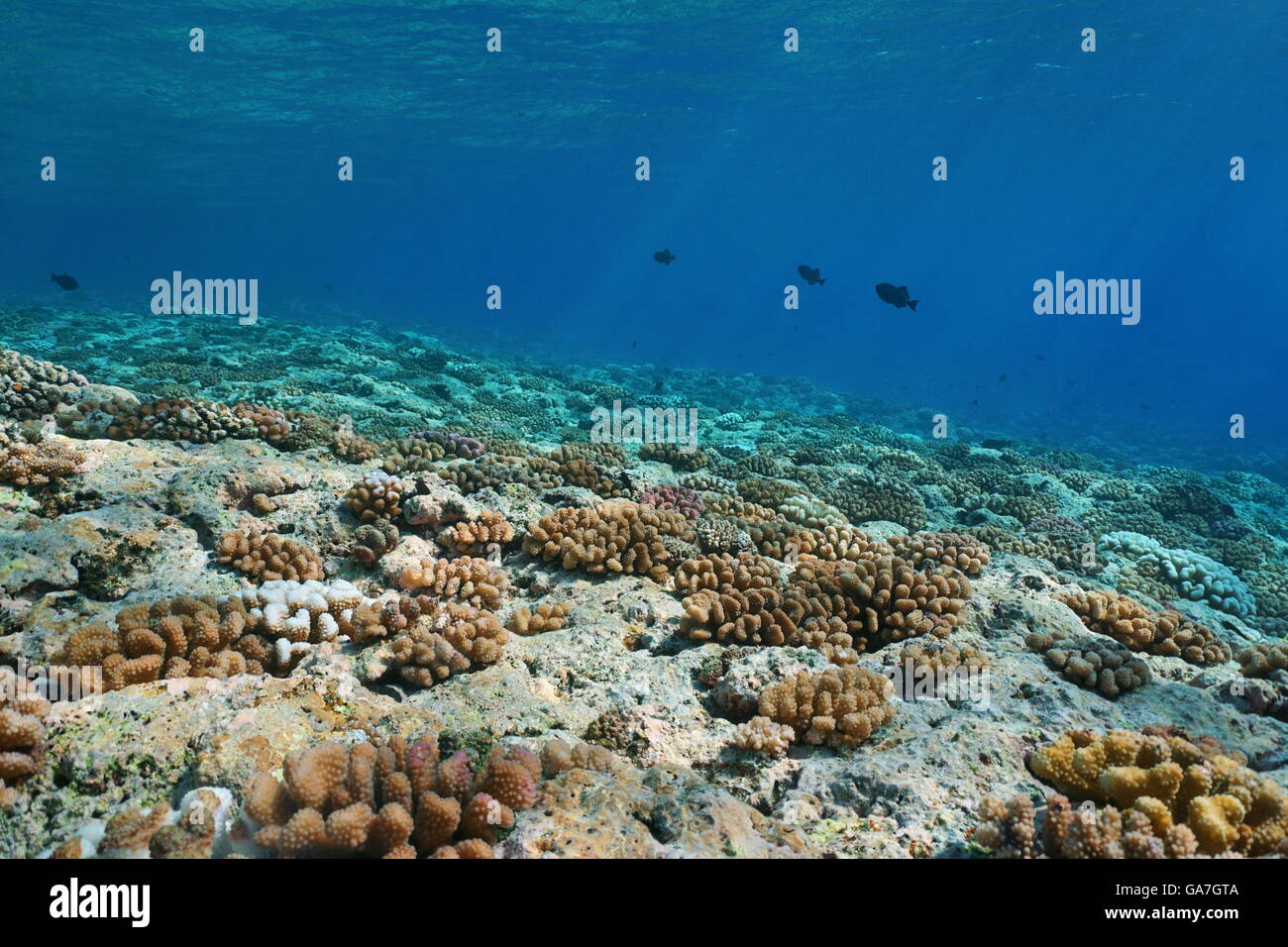 Underwater landscape on the ocean floor, corals on the upper fore-reef slope of Huahine island, Pacific ocean, French Polynesia Stock Photo