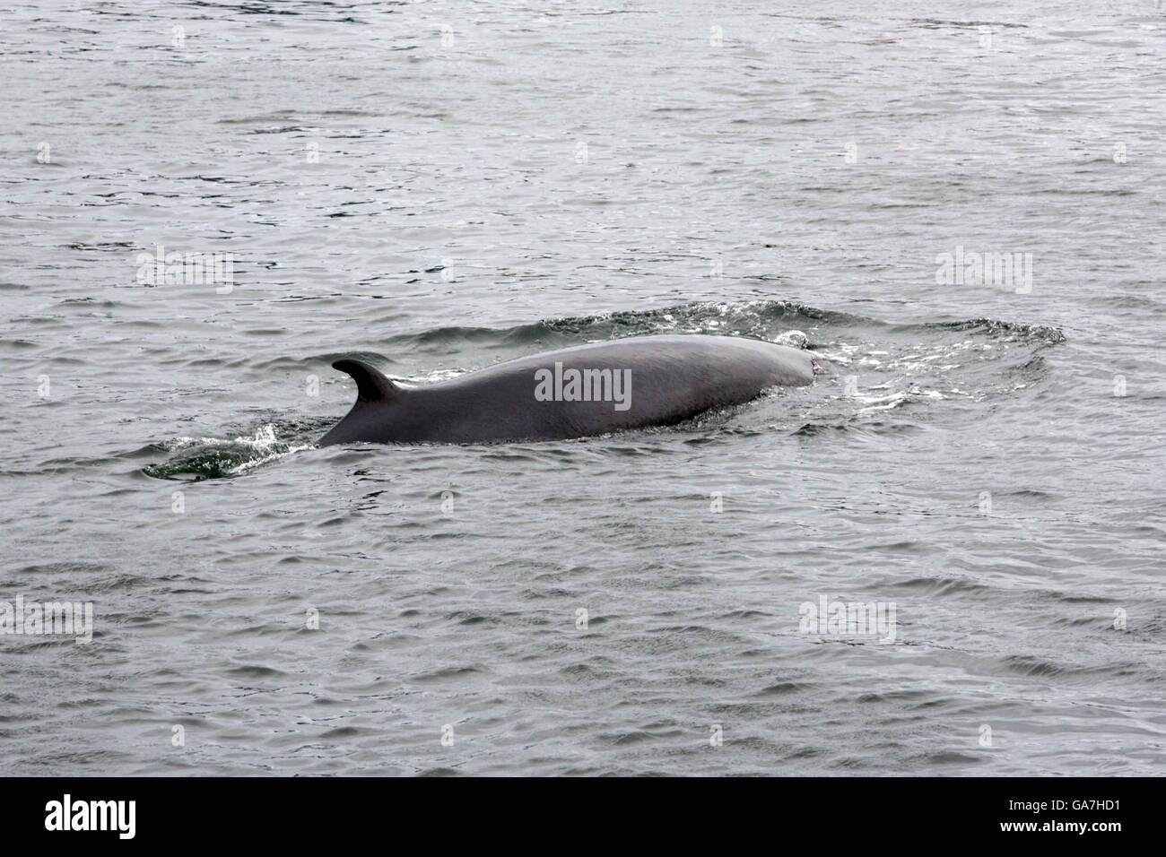 Minke whale scotland hi-res stock photography and images - Alamy
