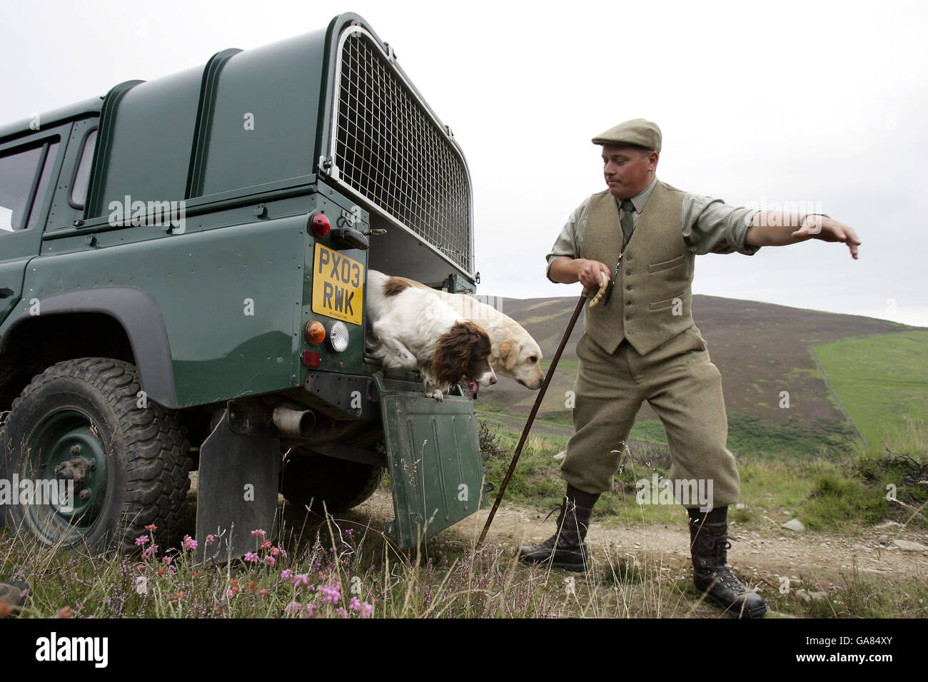 Gamekeeper Gavin Hannan releases his dogs on the grouse moor at the Glen Lethnot estate in the Angus Glens near Edzell, Scotland, during a photo call held by the Game Conservancy Trust to mark the opening of the grouse shooting season which starts on Monday. Stock Photo
