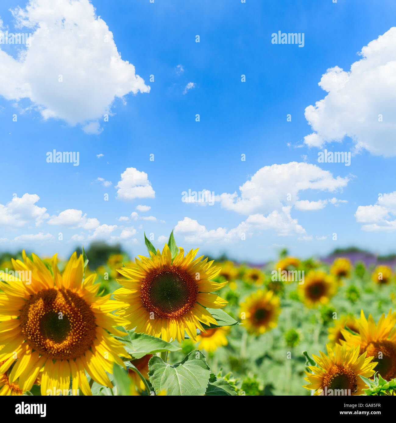 Field of sunflowers Stock Photo - Alamy