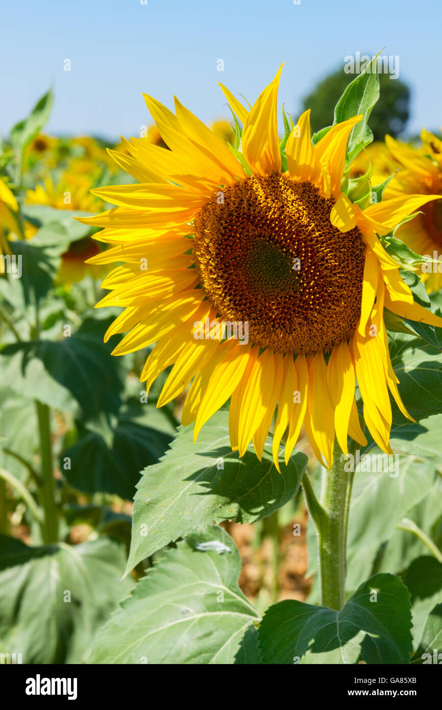 Field of sunflowers Stock Photo - Alamy