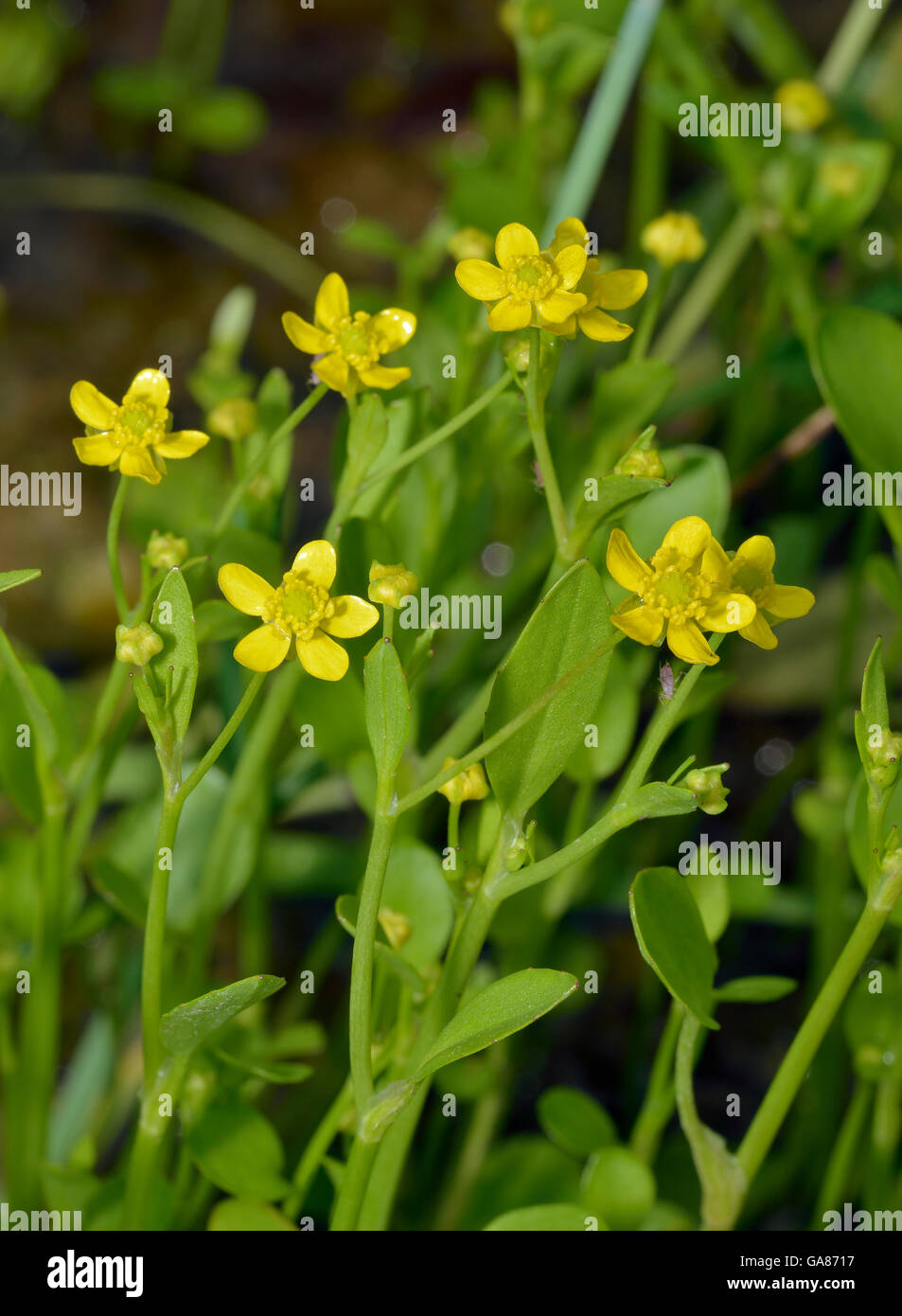 Adderstongue Spearwort or Badgeworth Buttercup - Ranunculus ophioglossifolius Stock Photo