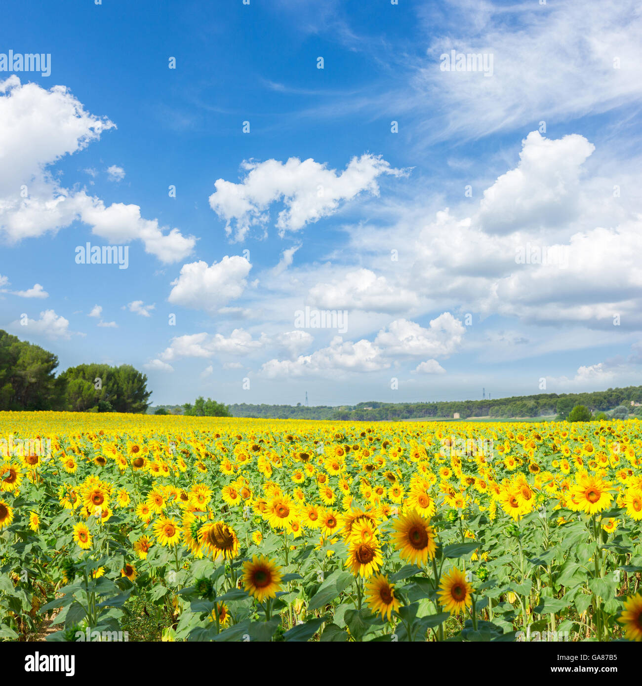 Field of sunflowers Stock Photo - Alamy