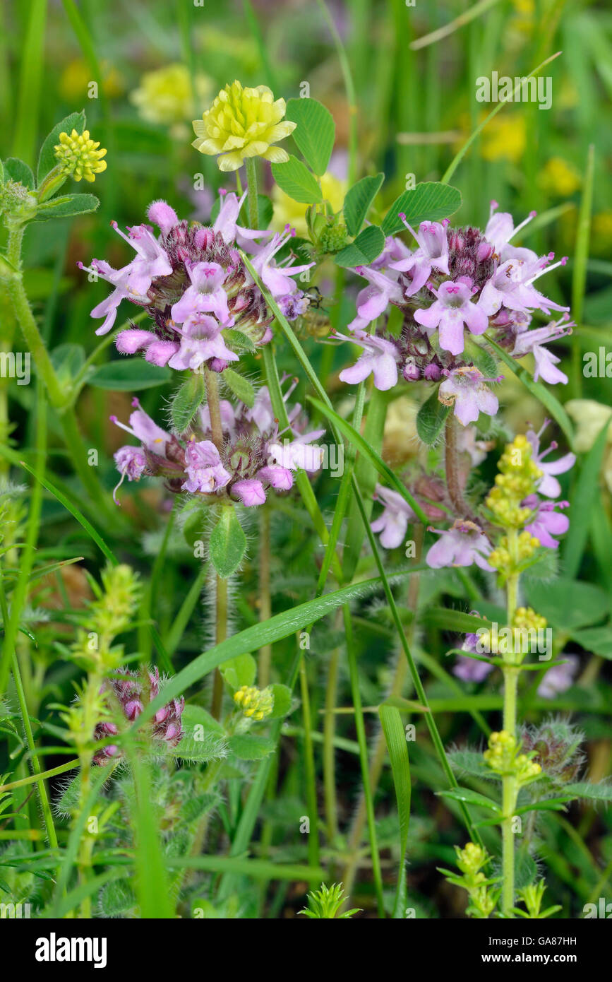 Wild Thyme - Thymus polytrichus with Hop Trefoil - Trifolium campestre, and Ladys Bedstraw - Galium verum Stock Photo