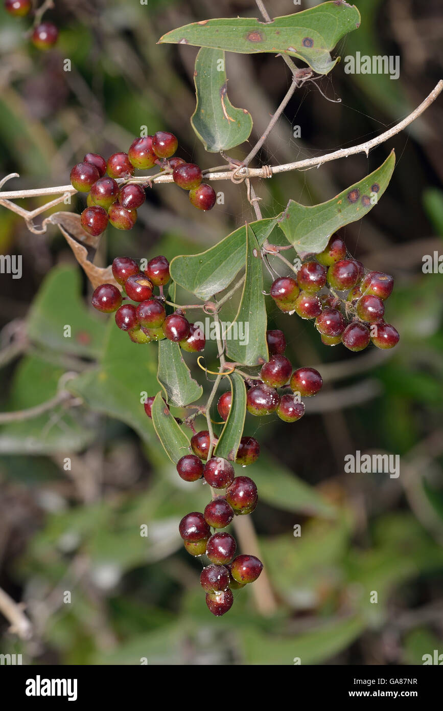Common Smilax or Rough Bindweed - Smilax aspera Red Berries Stock Photo
