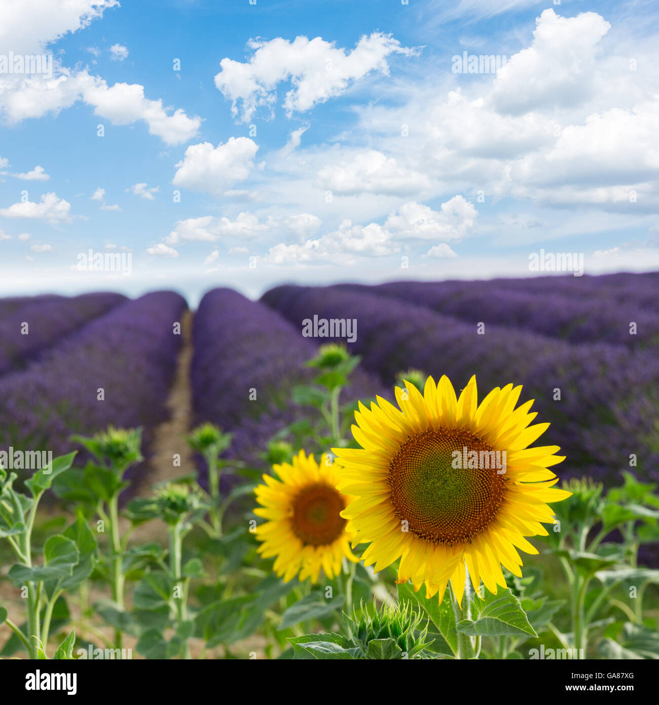 Sunflower and Lavender field Stock Photo Alamy