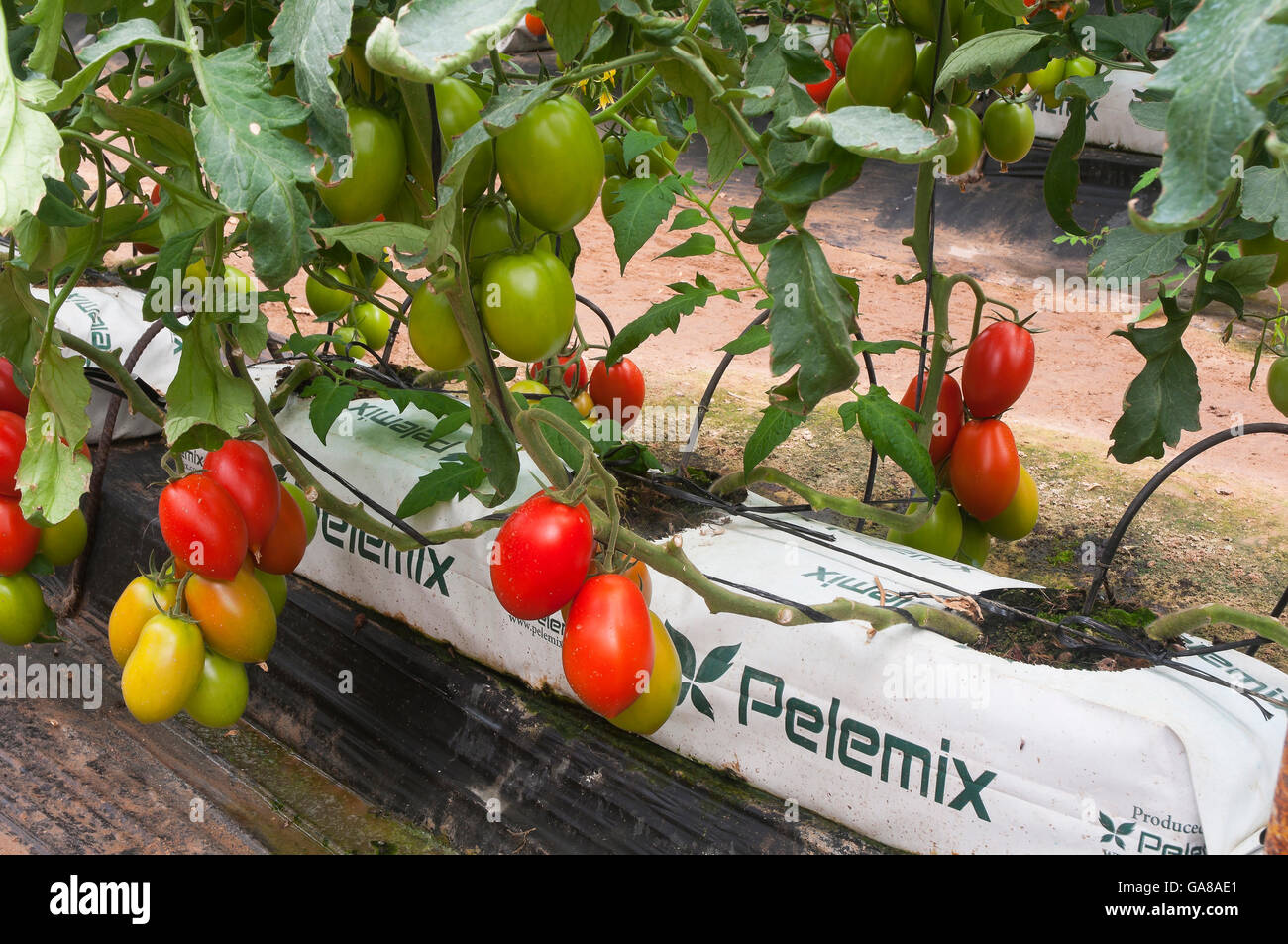 Hydroponic cultivation on coir, Tomatoes, Los Palacios, Seville province, Region of Andalusia, Spain, Europe Stock Photo