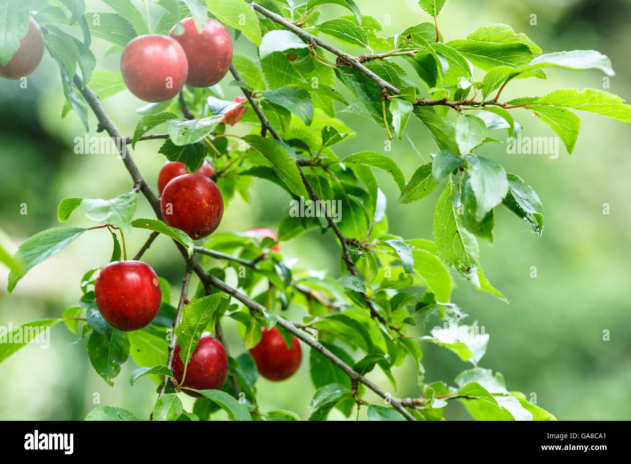 Ripening wild plums branch Stock Photo