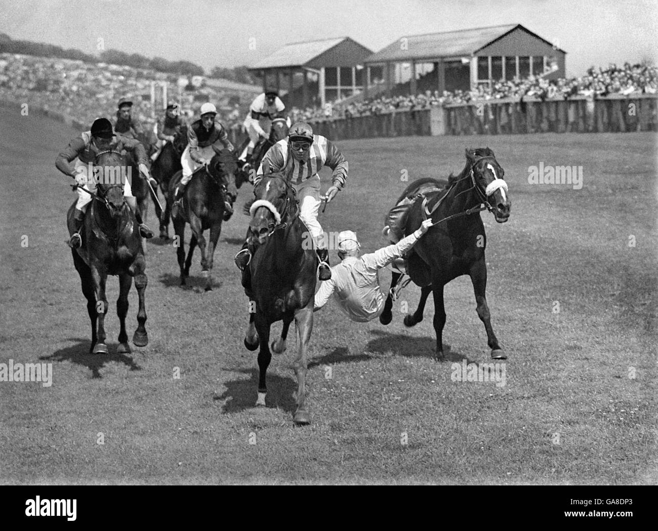 Lester Piggott (r) tries desperately to hang on to his horse, Barbary Pirate, as he is unseated on the final straight. Stock Photo