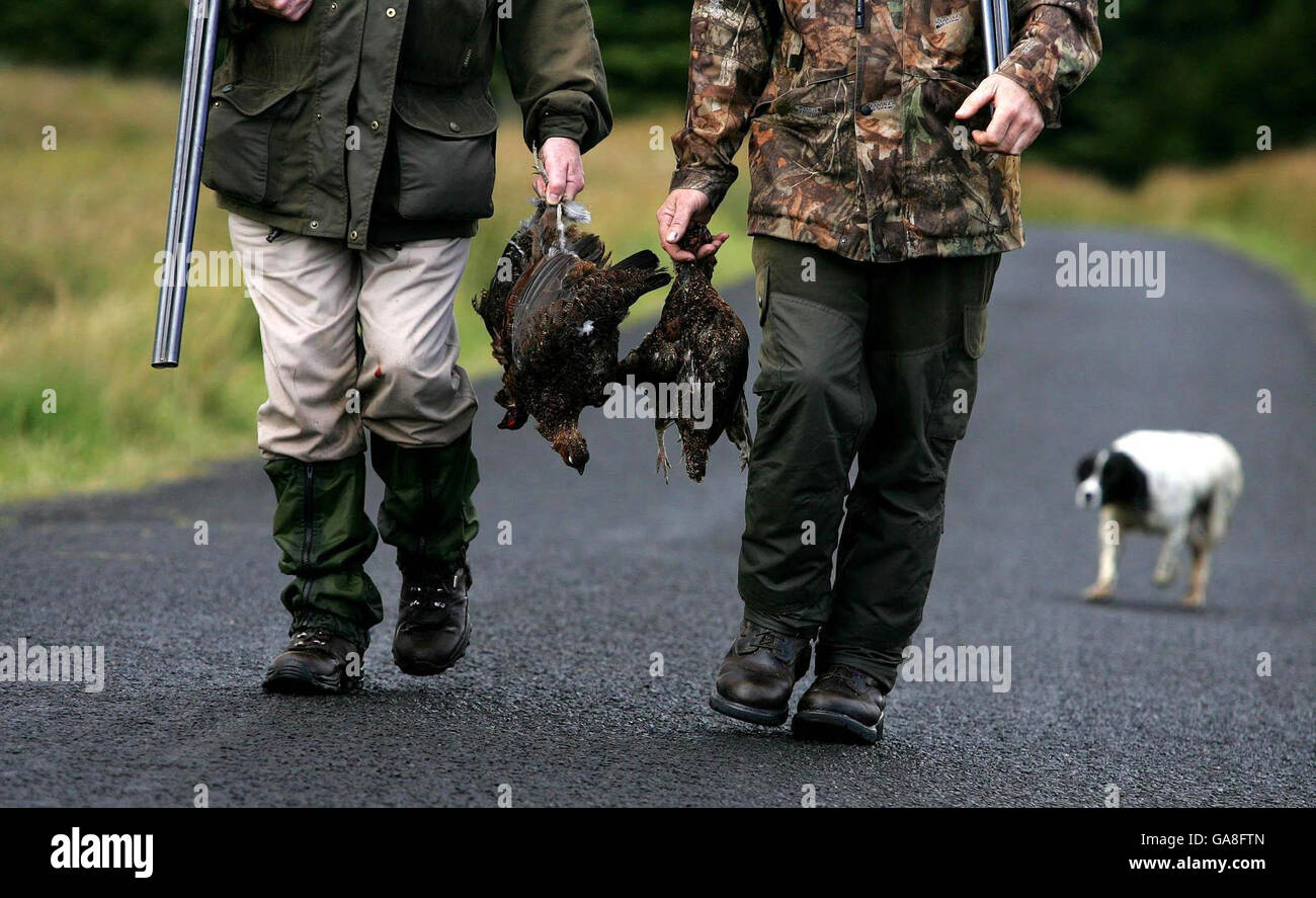 Grouse shooting season starts Stock Photo Alamy