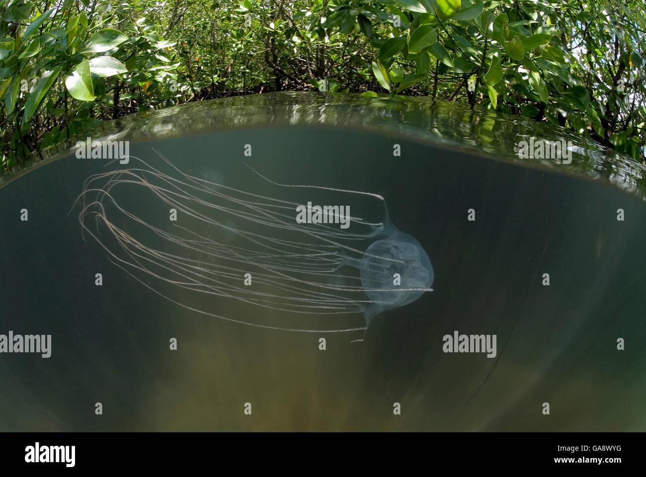 Box jellyfish {Chironex sp.} in mangroves, split level, Australia Stock