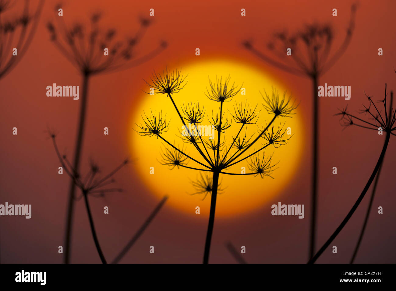 Hedge parsley (Torilis japonica) at sunset, silhouetted against sun, England, January. Stock Photo