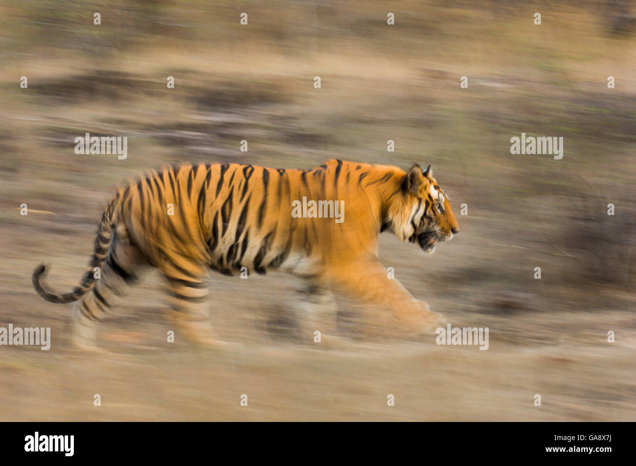 Male Bengal tiger (Panthera tigris tigris) known as &#39;Sundar&#39; (B2) patrolling territory, Bandhavgarh National Park, Madhya Pradesh, India. Endangered species. Stock Photo