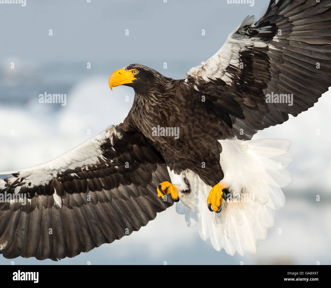 Steller's Sea Eagle (Haliaeetus pelagicus) in flight, Hokkaido, Japan.  February. Stock Photo