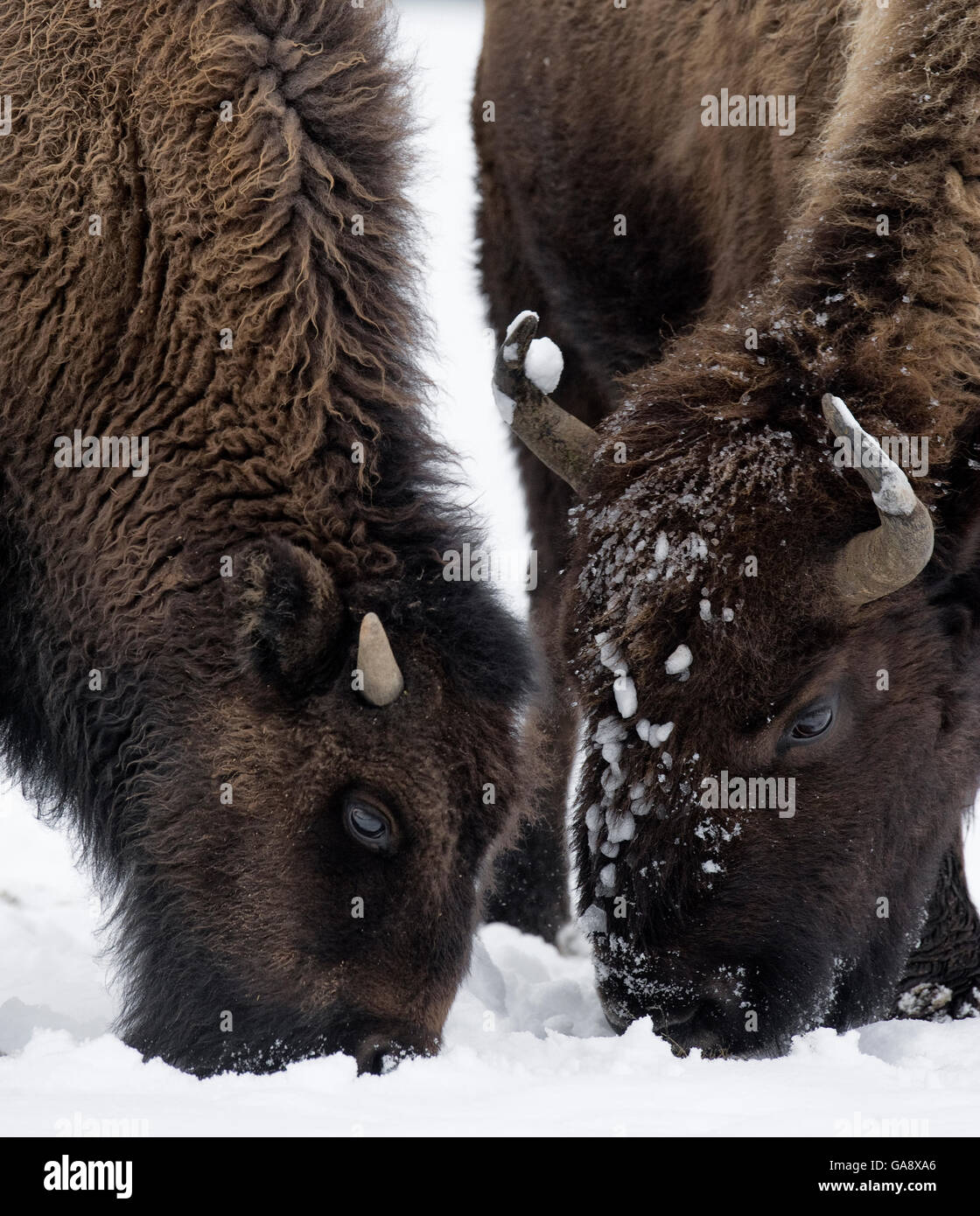 American Bison (Bison bison) foraging in the snow, Yellowstone National ...