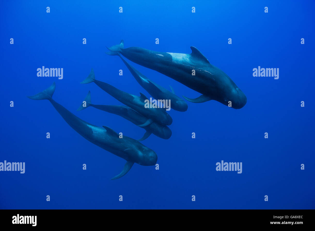 Group of Short-finned pilot whales (Globicephala macrorhynchus) in open water, maybe the whole family with the male, the female and the calves, Costa Rica. Pacific ocean. Stock Photo
