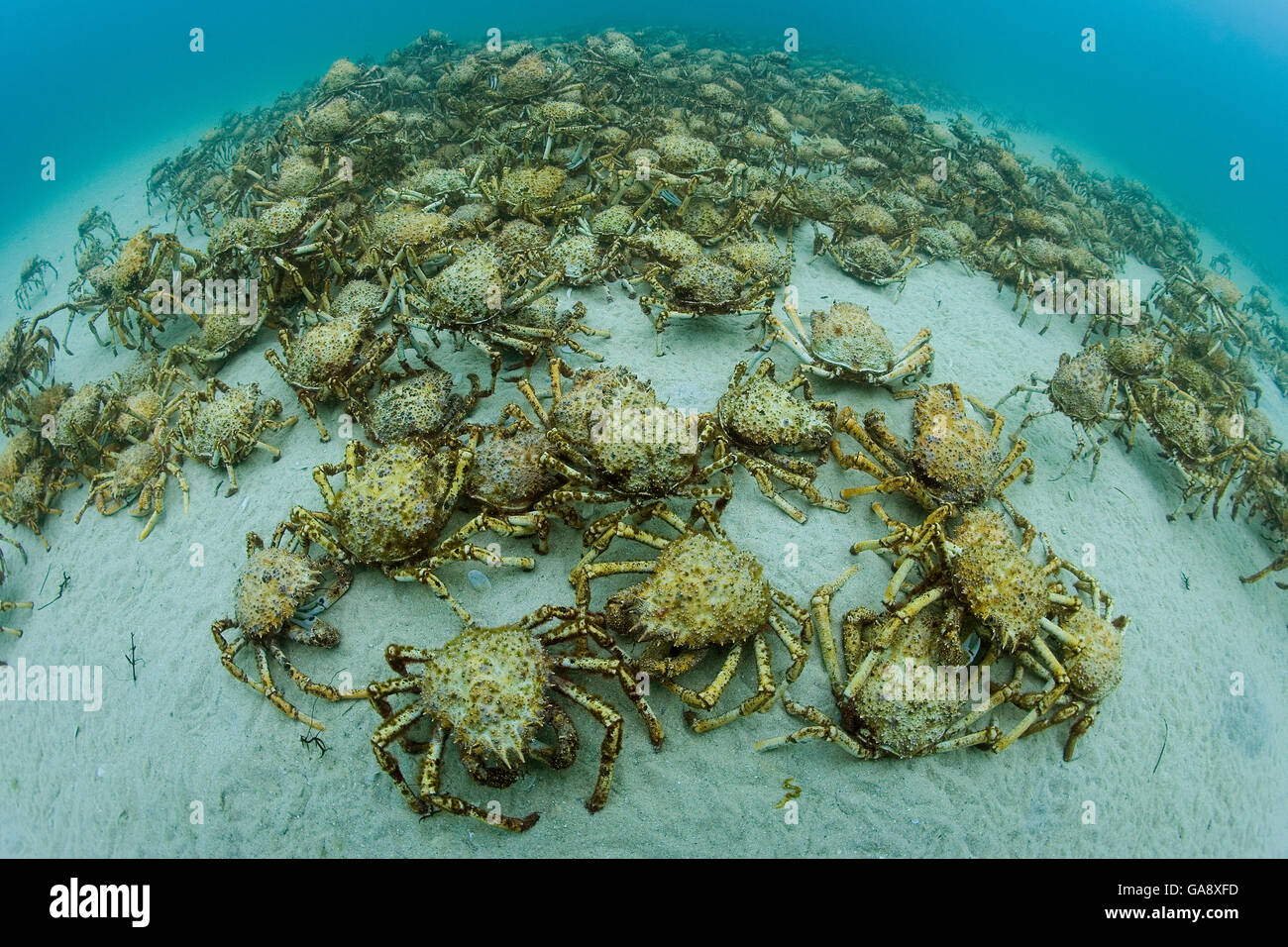 Aggregation of thousands of Spider crabs (Leptomithrax gaimardii) for