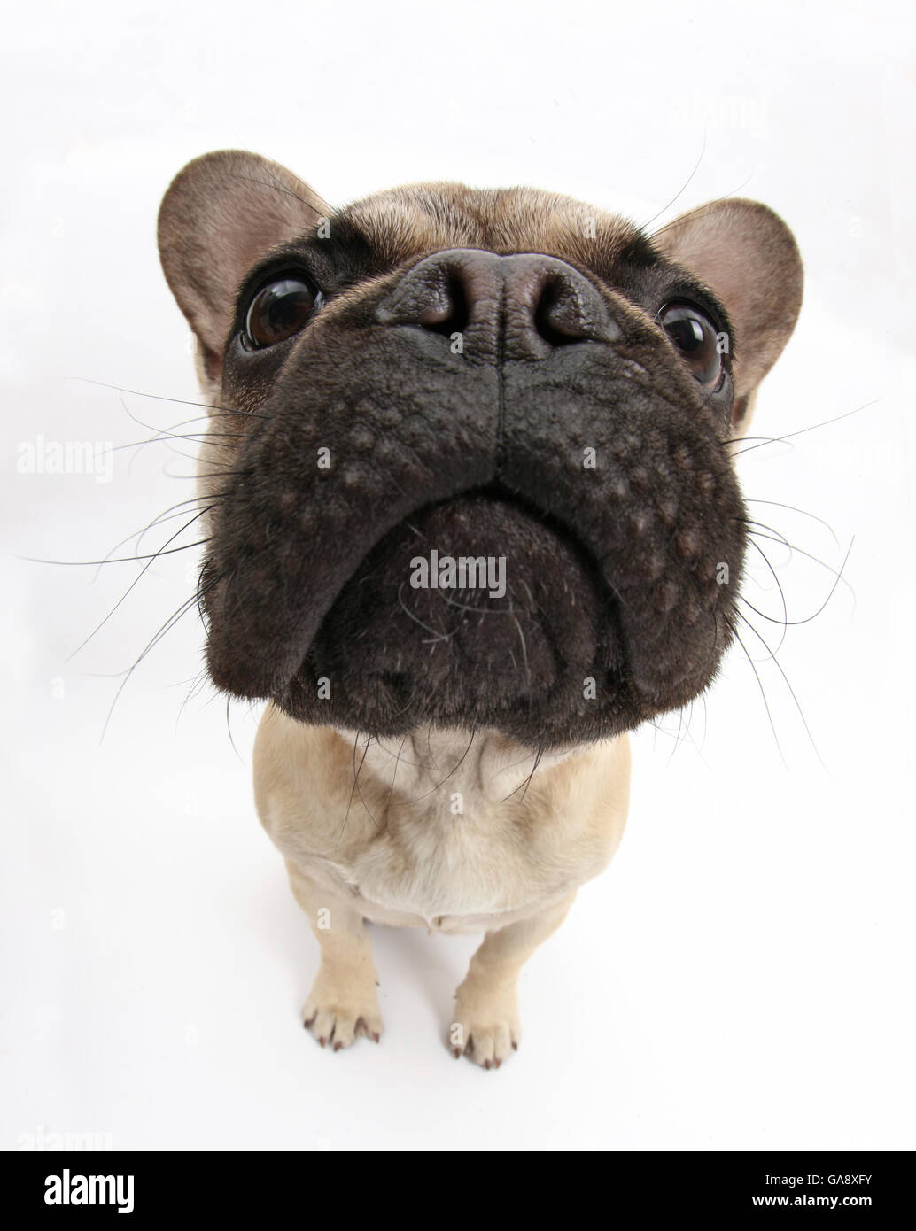 French Bulldog sitting looking up, close up of muzzle Stock Photo