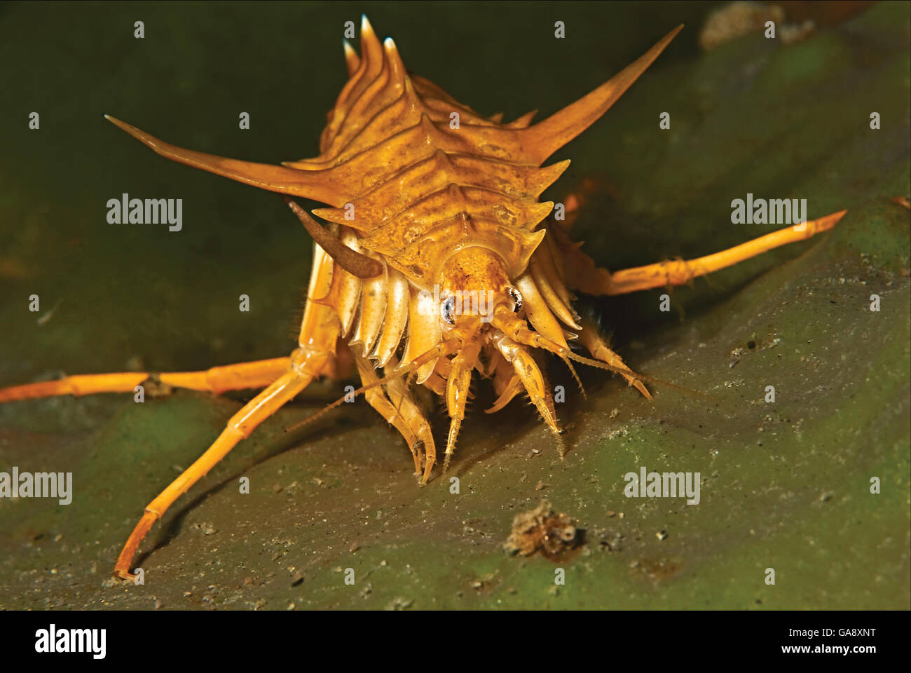 Amphipod (Acanthogammarus victorii), Lake Baikal, Russia. June. Stock Photo