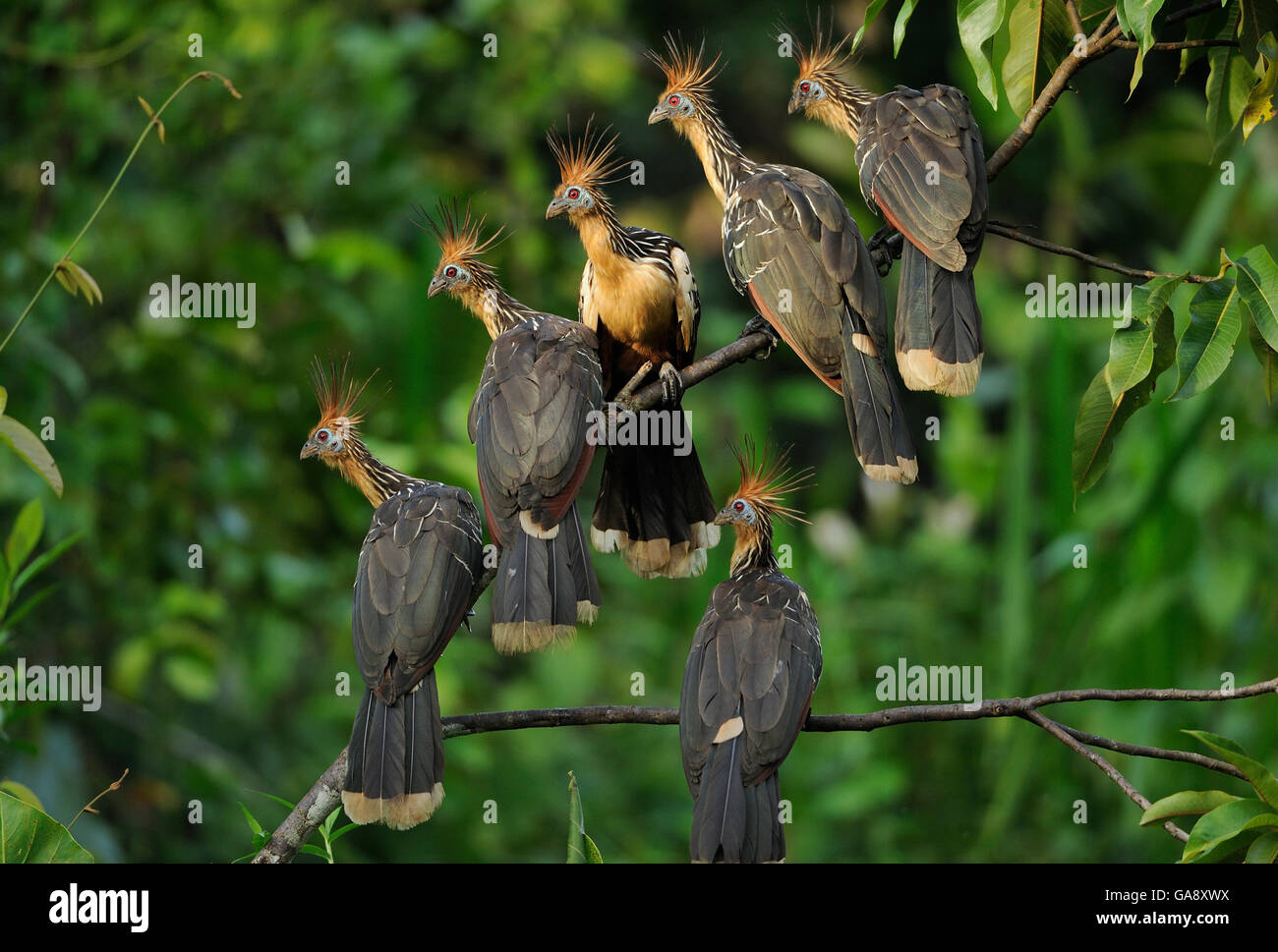 Hoatzin birds (Opisthocomus hoazin) perched on branch, Napo wildlife lodge, Amazonas, Ecuador, South America, April. Stock Photo
