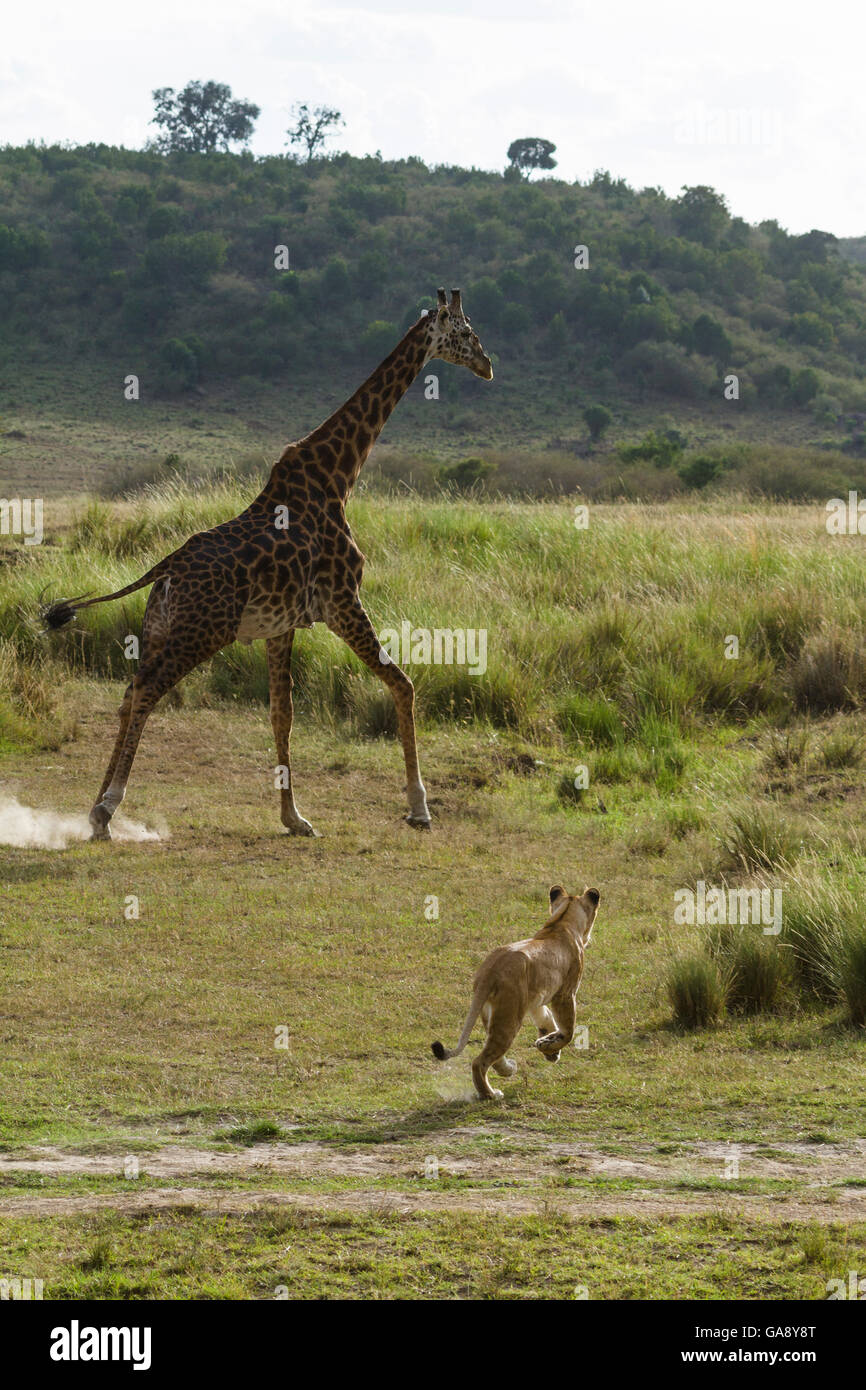 Young Lioness (Panthera leo) chasing Giraffe (Giraffa camelopardalis) Masai-Mara game reserve, Kenya. Stock Photo