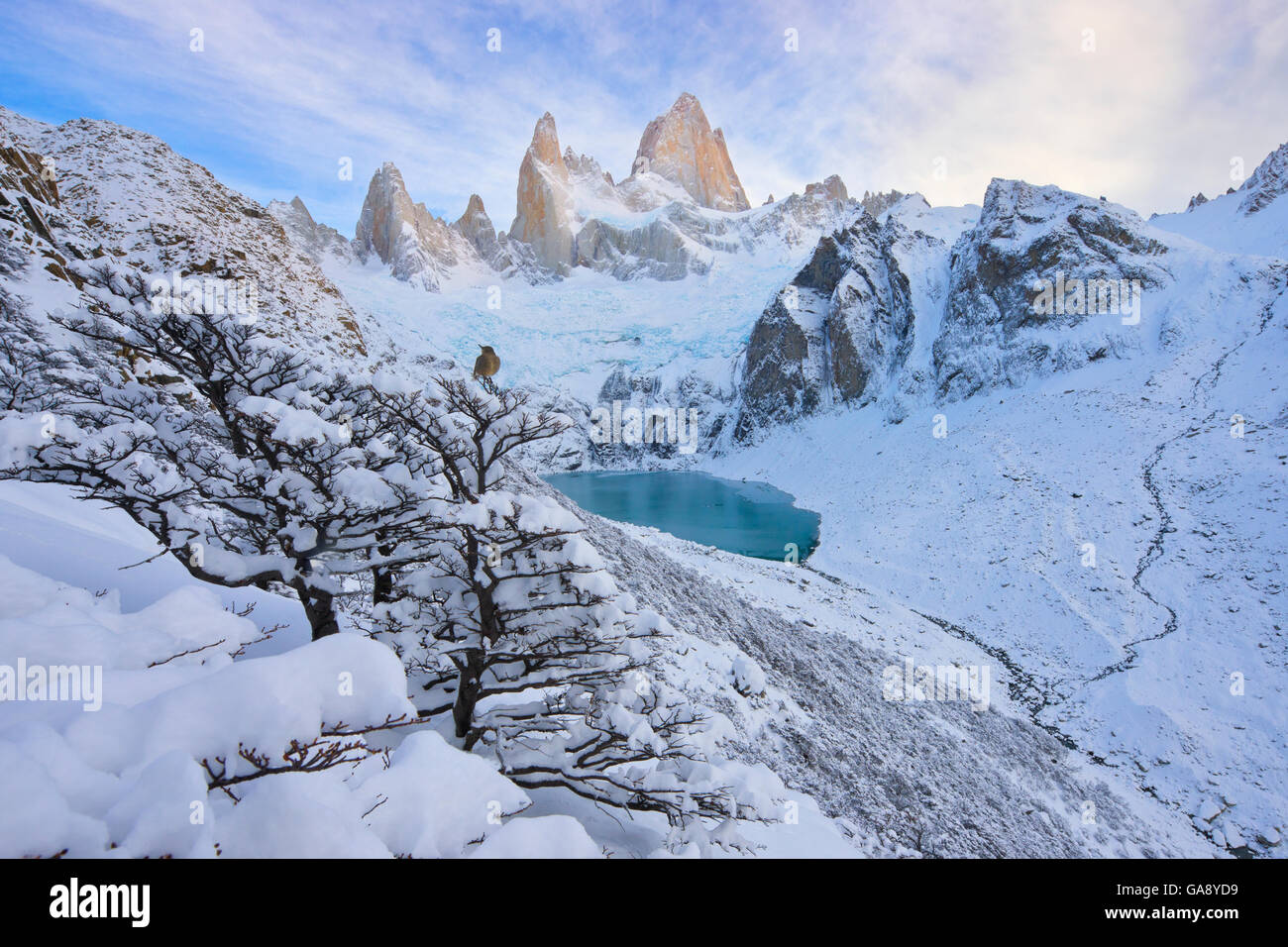 Black-billed shrike-tyrant (Agriornis montanus) perched in snowy tree with Mount Fitz Roy visible beyond. Patagonia, Argentina, June 2014. Finalist in the Land Category of the Wildlife Photographer of the Year (WPOY) Competition Awards 2015 Stock Photo