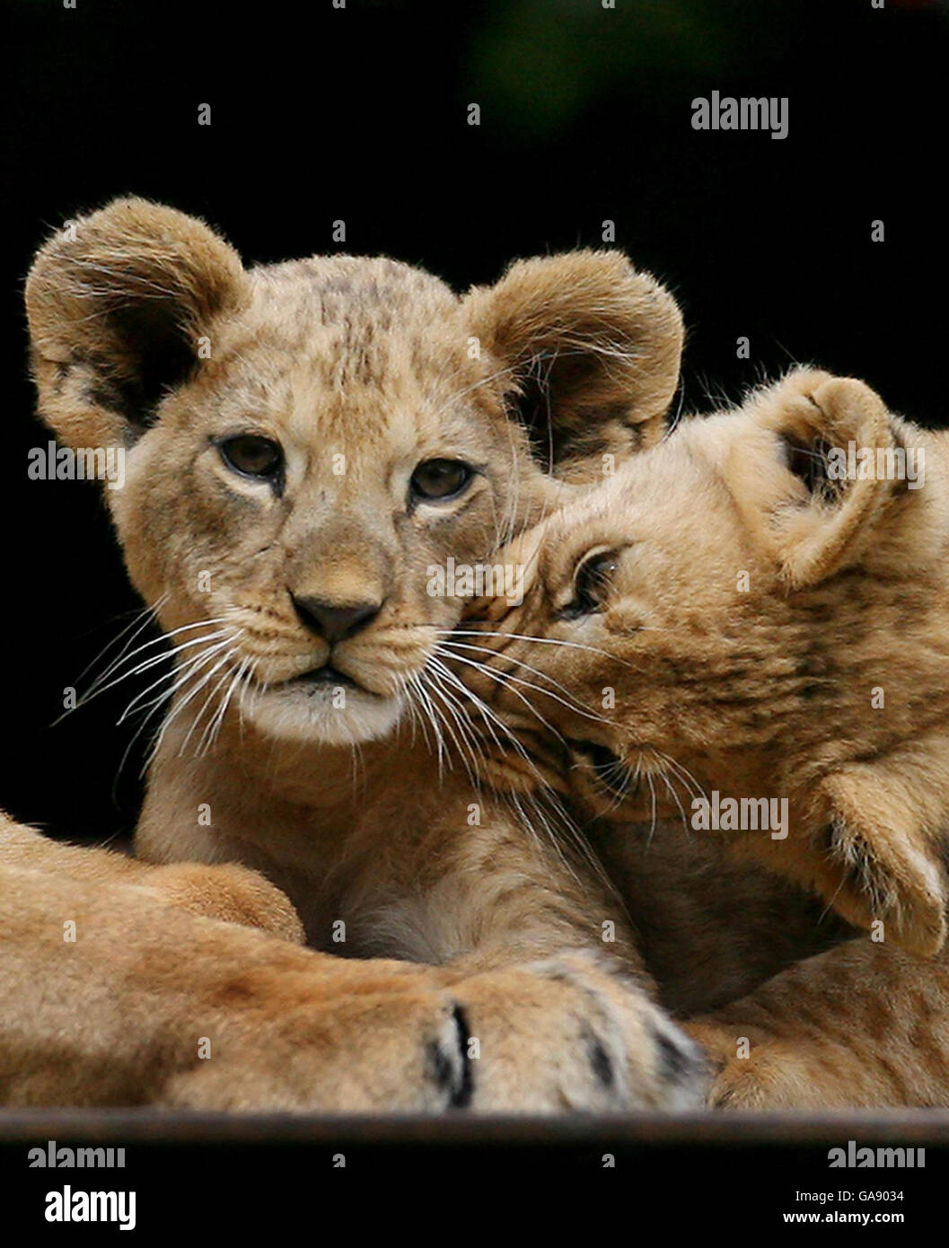 Lion cubs at Port Lympne Wild Animal Park. Aswad and Buni (right) two rare Barbary lion cubs with mum Saffiya at Port Lympne Wild Animal Park in Kent. Stock Photo