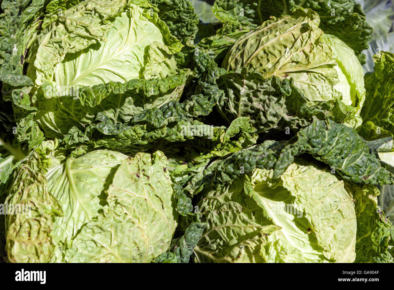 Vegetable market cabbage heads Stock Photo