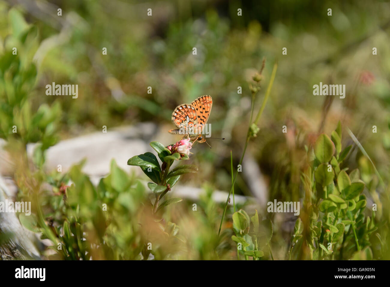 Butterfly (Boloria aquilonaris) sitting on a lingonberry flower, picture from the North of Sweden. Stock Photo