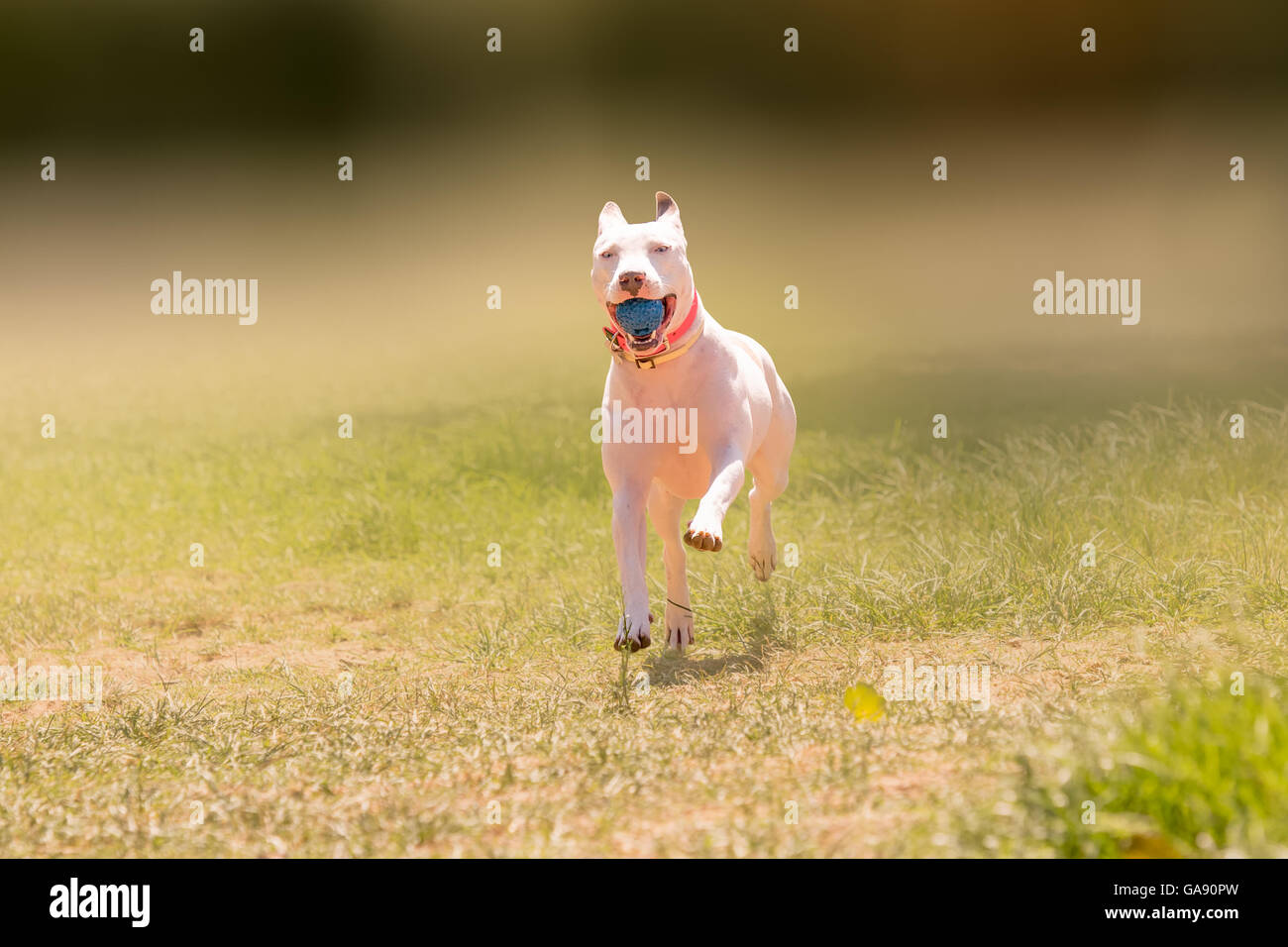 Happy American pit bull terrier dog running at a park. Stock Photo