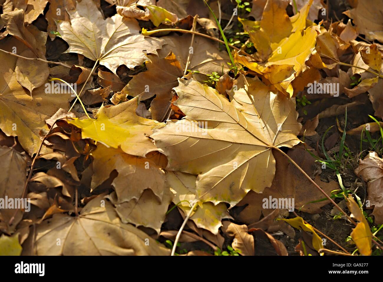 Fallen autumn leaves Stock Photo - Alamy