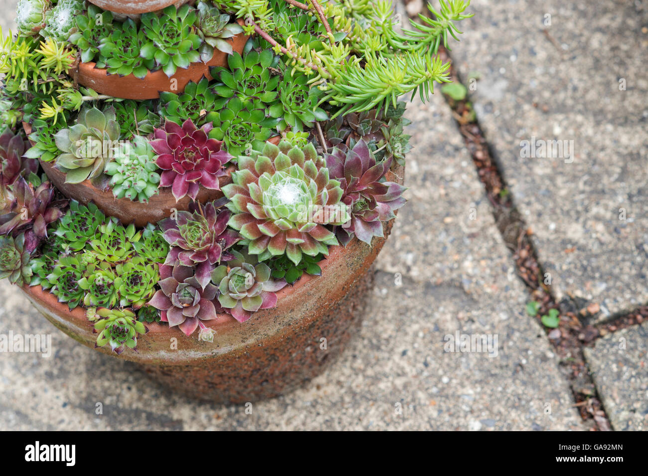 Sempervivum. Houseleeks in flower pots Stock Photo