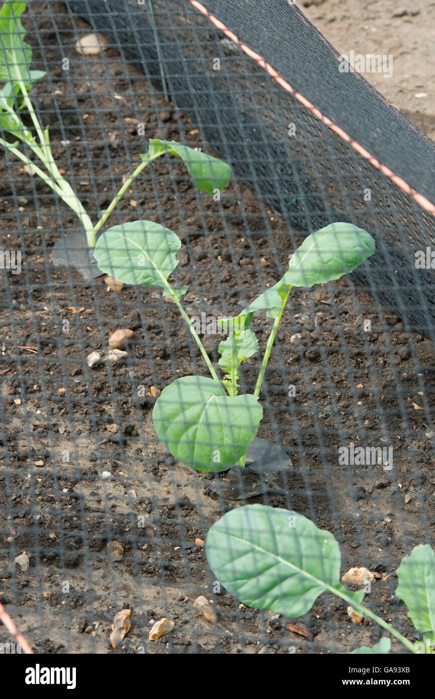 Brassica oleracea. Young Cauliflower cavolfiore romanesco plants under netting in a vegetable garden Stock Photo
