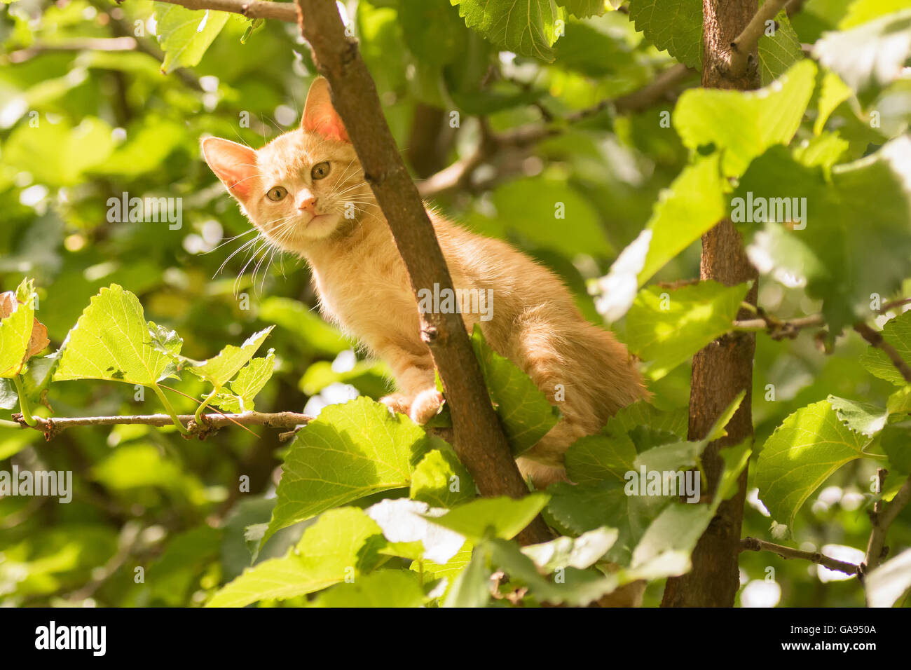 Cute cat posing on a tree Stock Photo Alamy