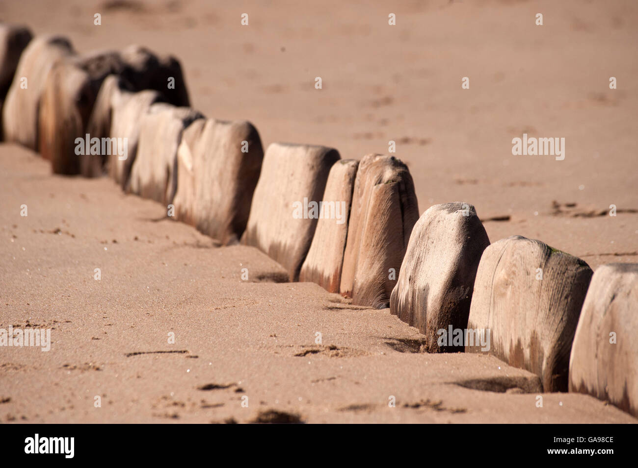 Wooden groynes,Littlehaven beach, South Shields, South Tyneside Stock Photo