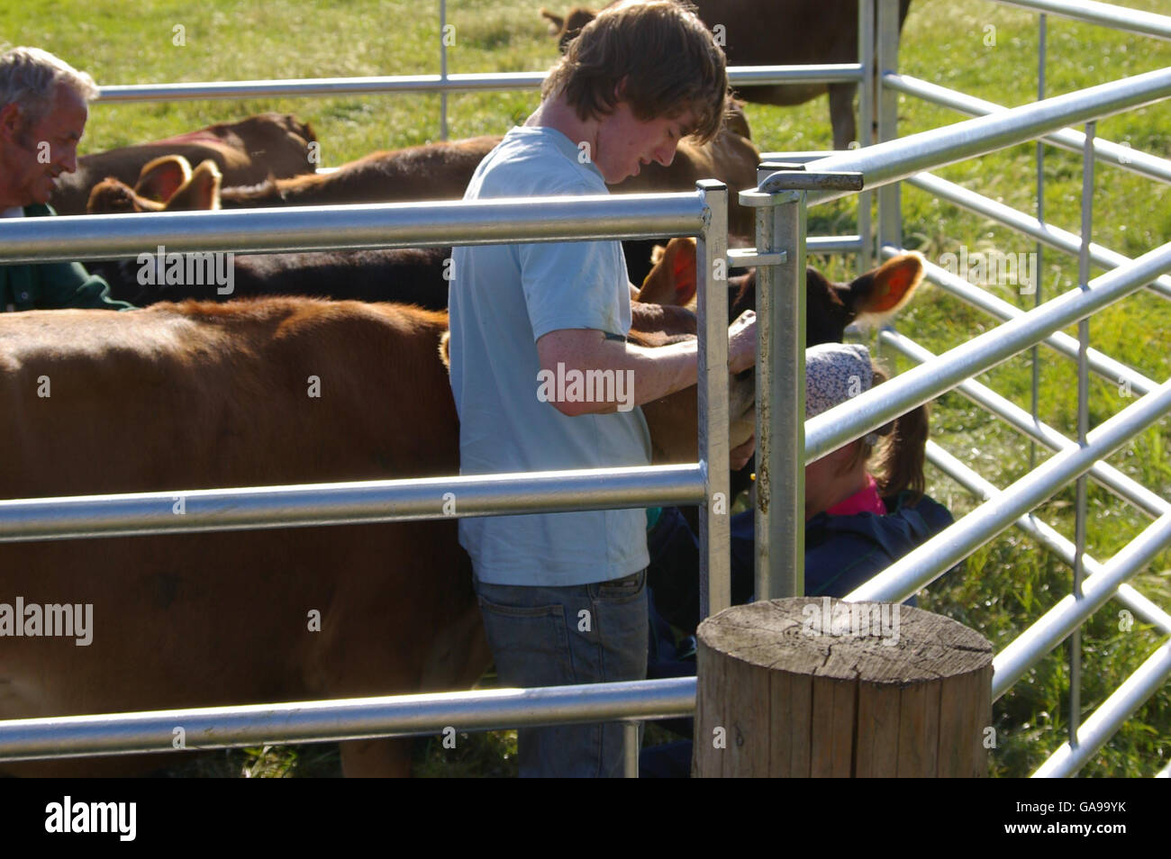 Cattle being tested for foot and mouth disease Stock Photo Alamy