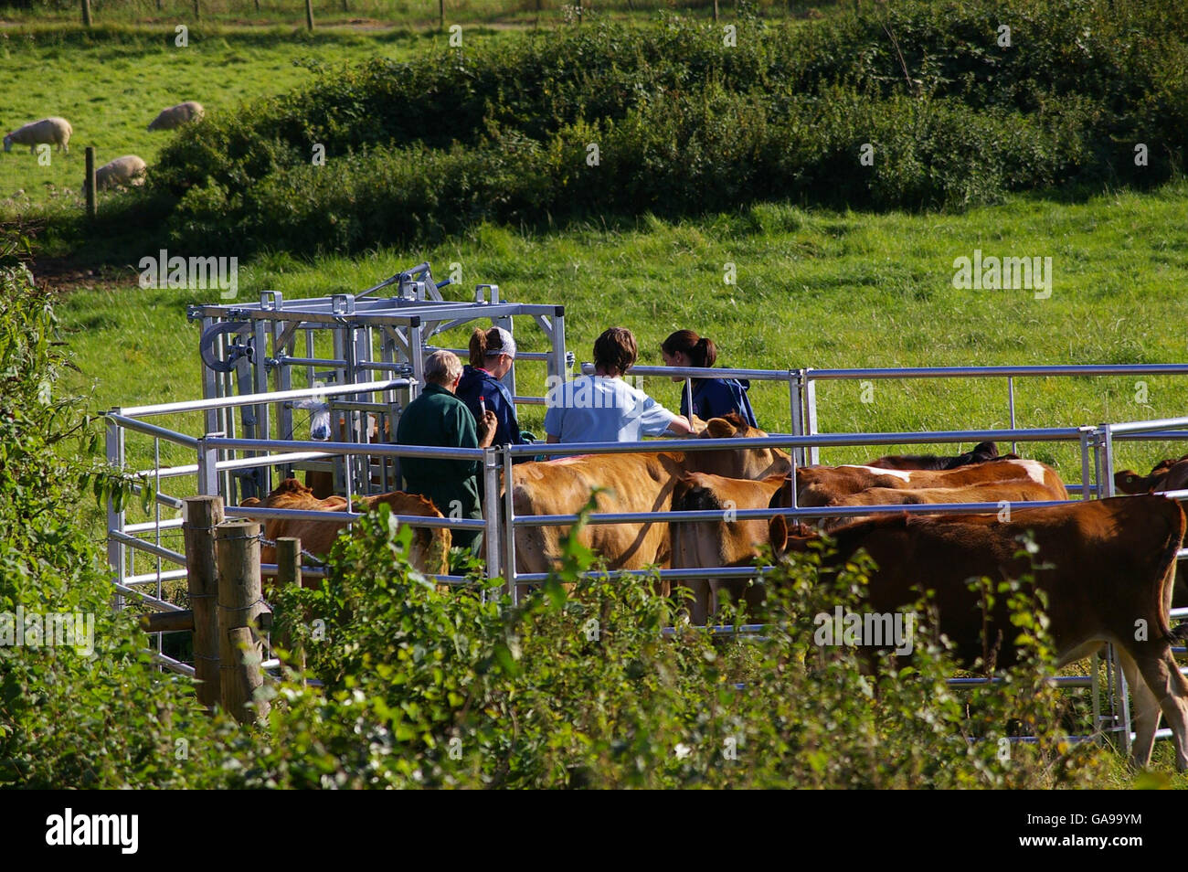 Cattle being tested for foot and mouth disease by DEFRA vets on Loseley Farm in Surrey. Stock Photo