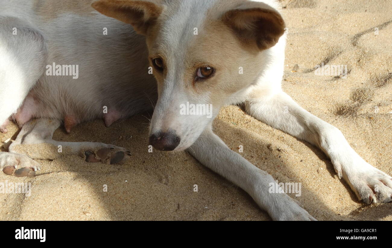 Cute Dog on the sandy Beach Stock Photo