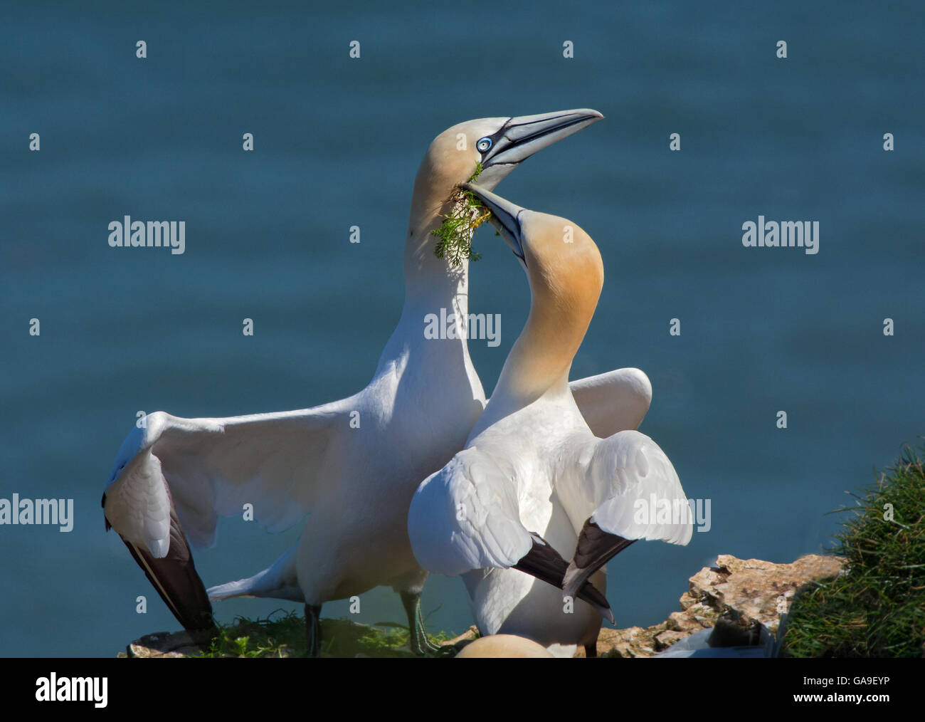 Gannet, Sula bassana, performing their courtship display ritual at their breeding colony on Bempton Cliffs, Yorkshire, UK Stock Photo