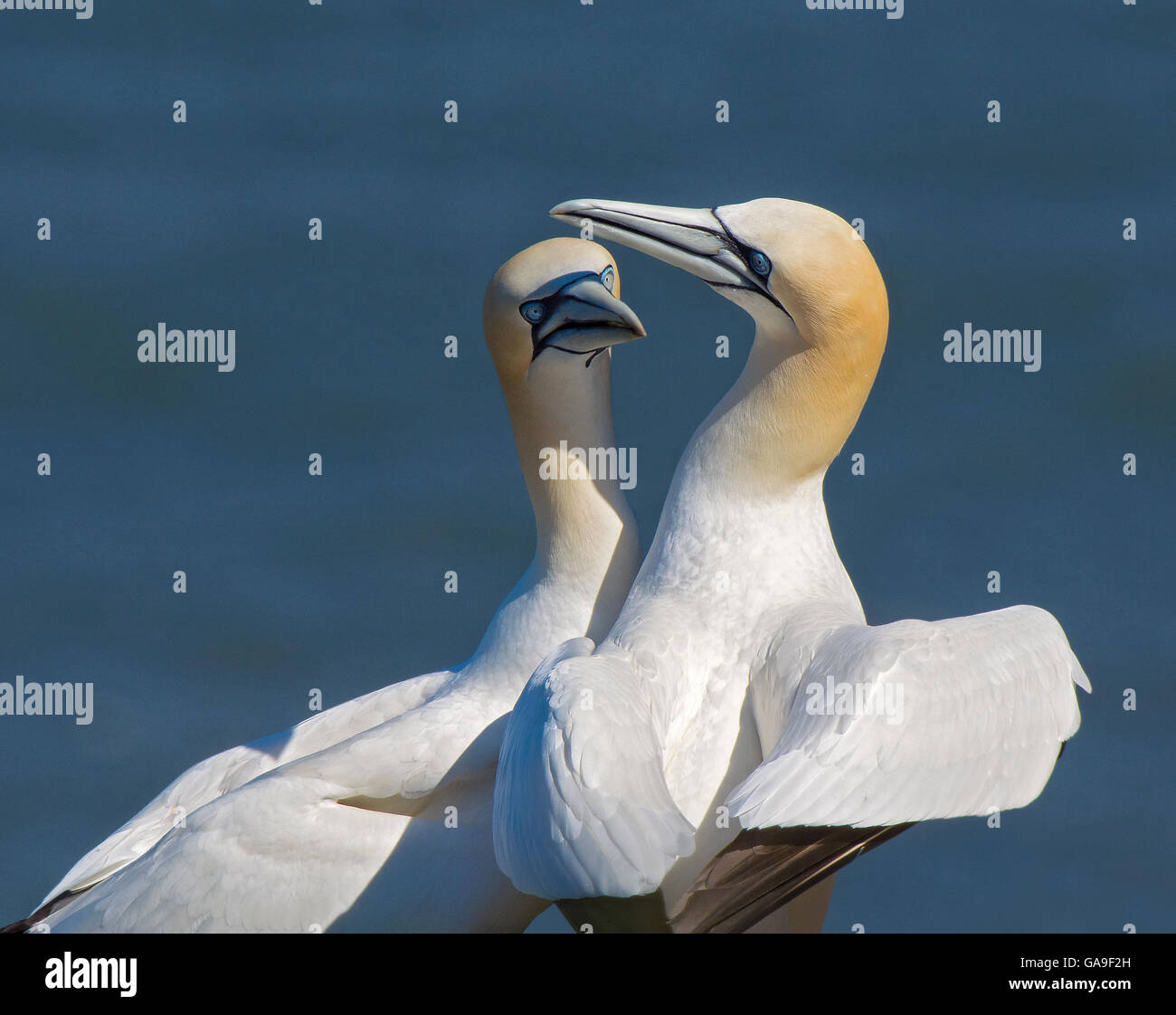 Gannet, Sula bassana, performing their courtship display ritual at their breeding colony on Bempton Cliffs, Yorkshire, UK Stock Photo