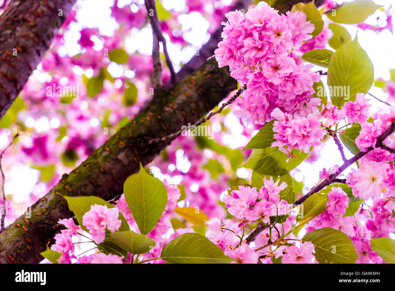 pink cherry blossom Sakura flower Japan Stock Photo Alamy