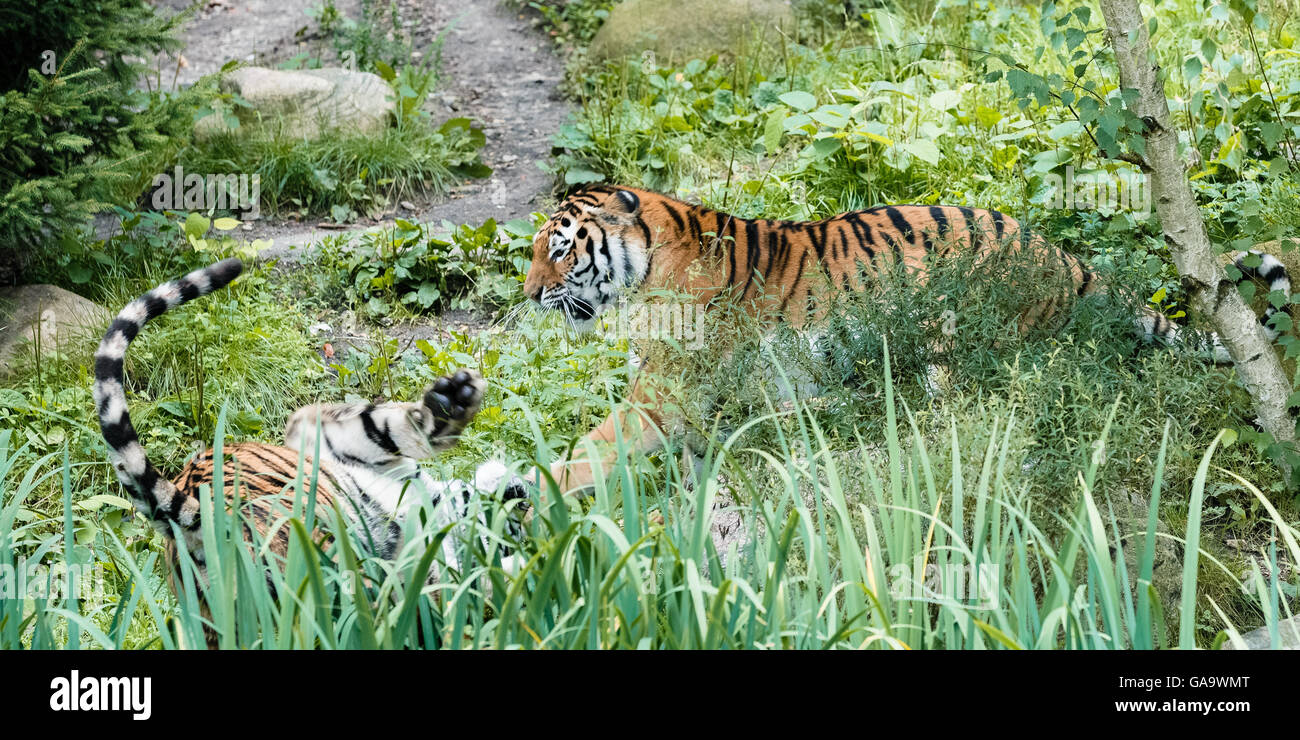 Siberian tigers Yasha and Maruschka (L) meet each other for the first time in the Hagenbeck zoo in Hamburg, Germany, 04 August 2016. Their new cohabitation is a project from the European Endangered Species Programme, which breeds wild animals so that there is no genetic difference between them and the wild population. Photo: MARKUS SCHOLZ/dpa Stock Photo
