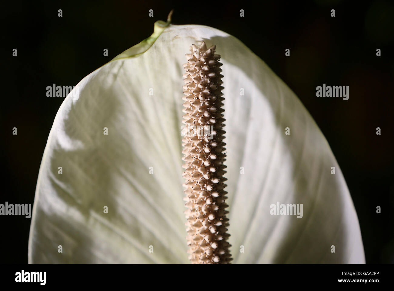 Florida, USA. 5th Aug, 2016. Araceae Spathiphyllum 'mauna loa supreme' White Anthurium at The Society of the Four Arts Garden Monday, July 25, 2016. Anthurium is a genus of about 1000 species of flowering plants, the largest genus of the arum family, Araceae. General common names include anthurium, tailflower, flamingo flower, and laceleaf. The genus is native to the Americas, where it is distributed from northern Mexico to northern Argentina and parts of the Caribbean. © Bruce R. Bennett/The Palm Beach Post/ZUMA Wire/Alamy Live News Stock Photo