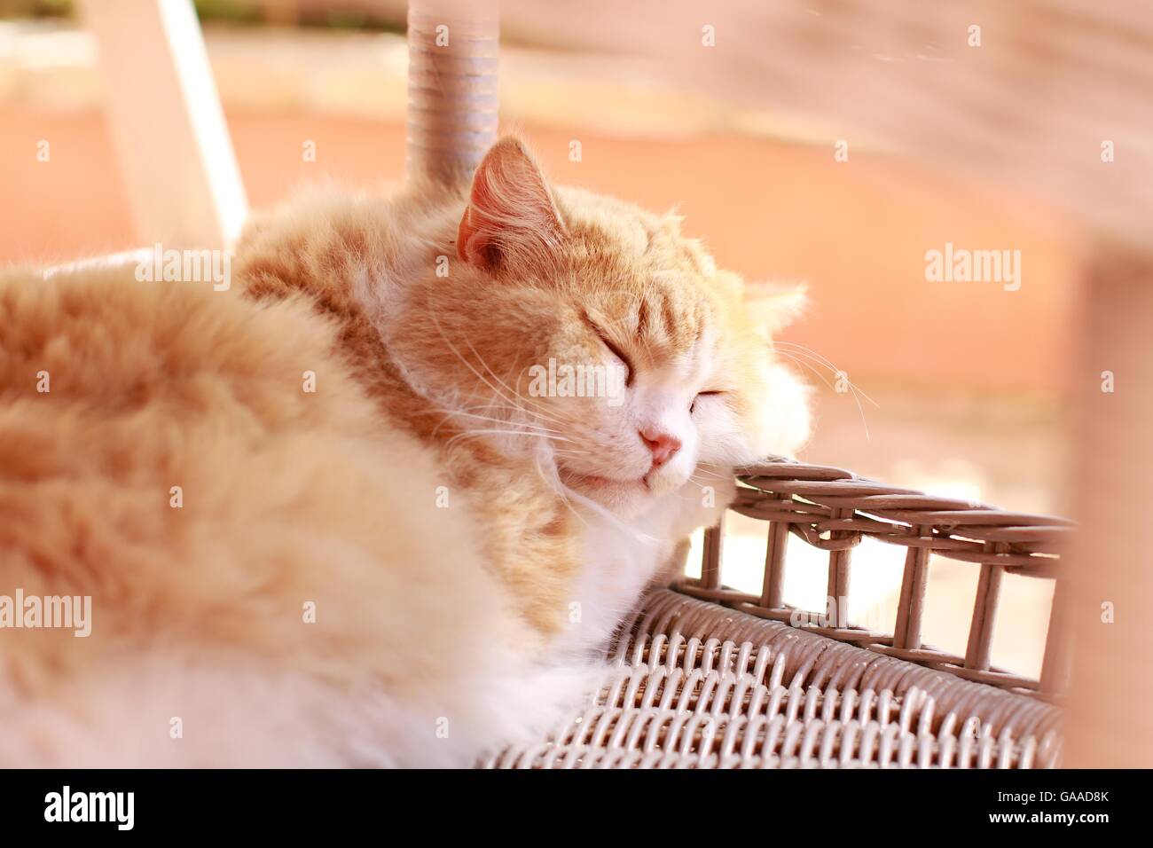 cat sleeping in a basket Stock Photo Alamy