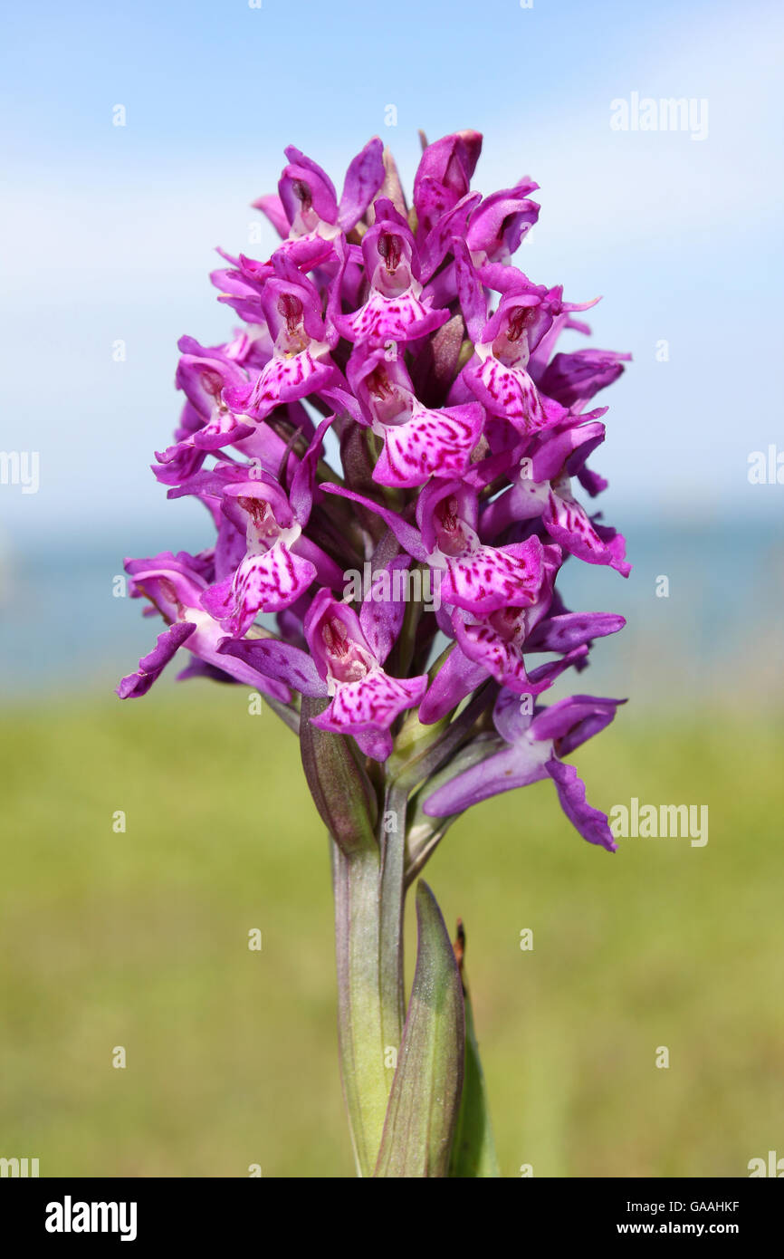 Northern marsh-orchid Dactylorhiza purpurella Stock Photo