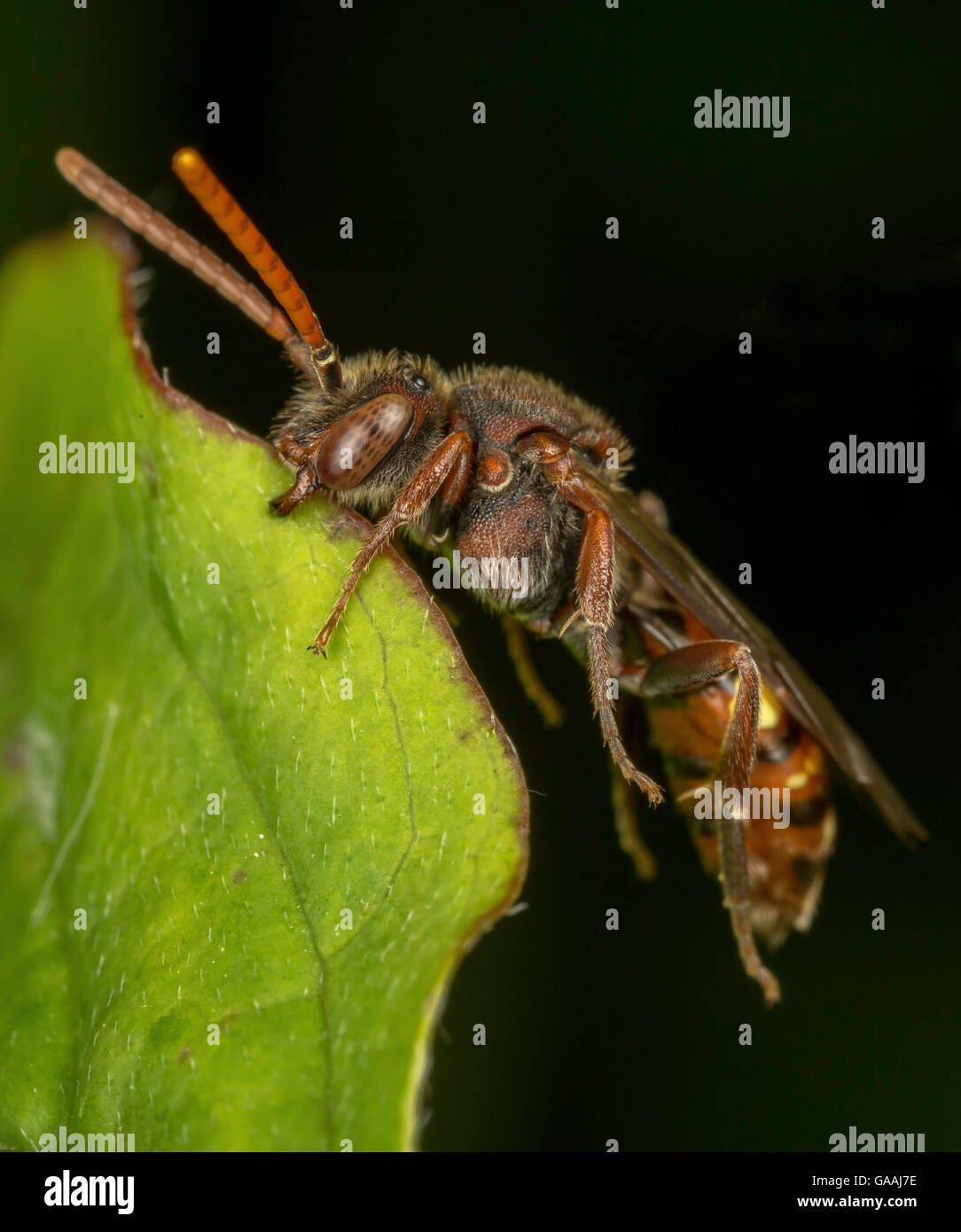 cuckoo bee (nomada flava) Stock Photo