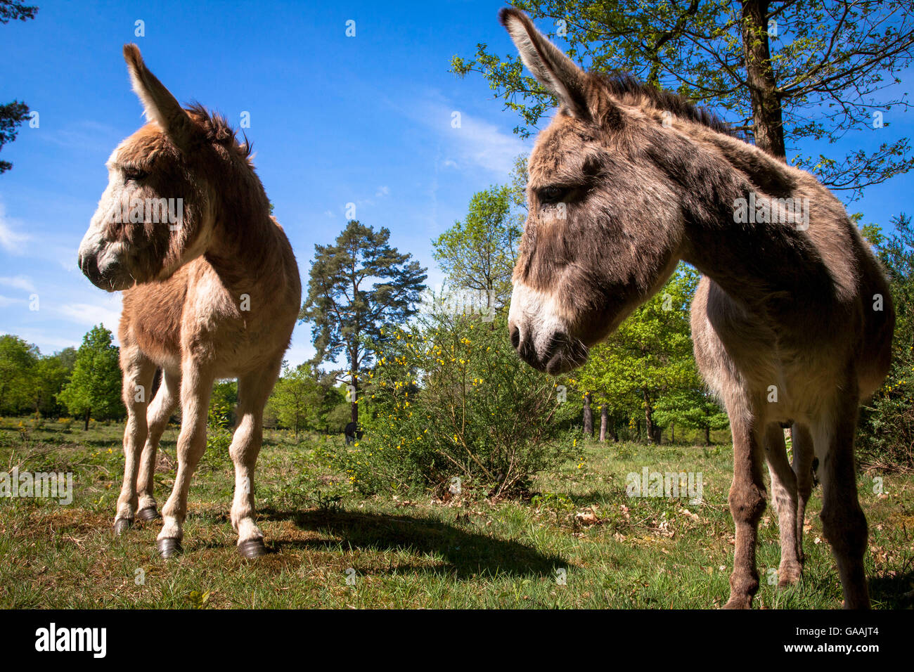 Germany, Troisdorf, North Rhine-Westphalia, donkeys in the Wahner Heath. Stock Photo